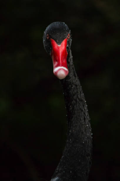 black swan head close up stock photo