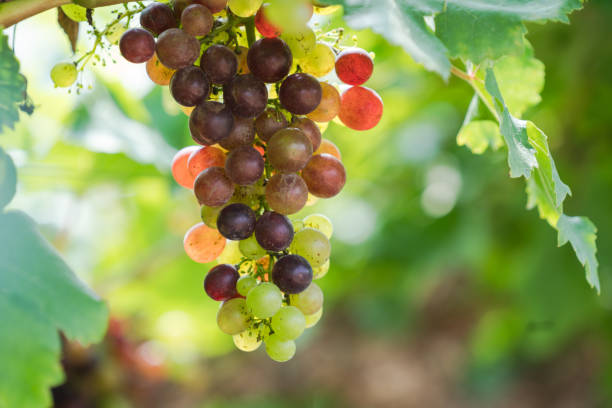 istock Vineyard with ripe grapes in countryside 1092525674