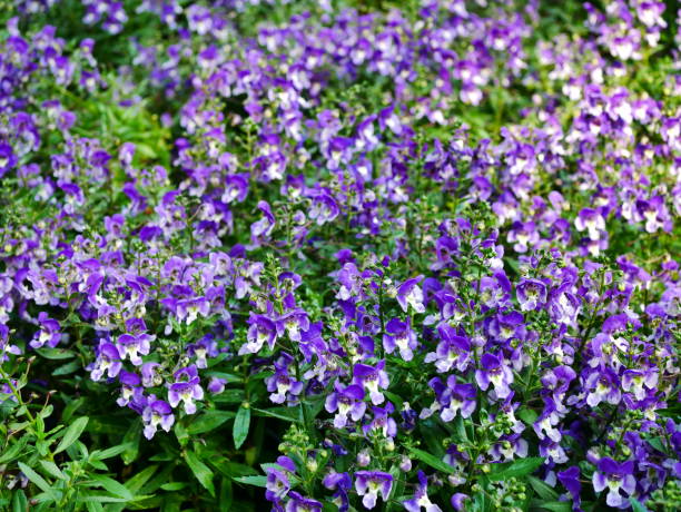 istock Angelonia goyazensis Benth 1092526534