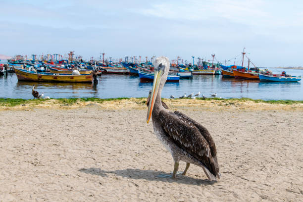 Peruvian Pelican seen standing on the beach in the fishing village of Paracas, Pisco, in Peru, during a hot day.