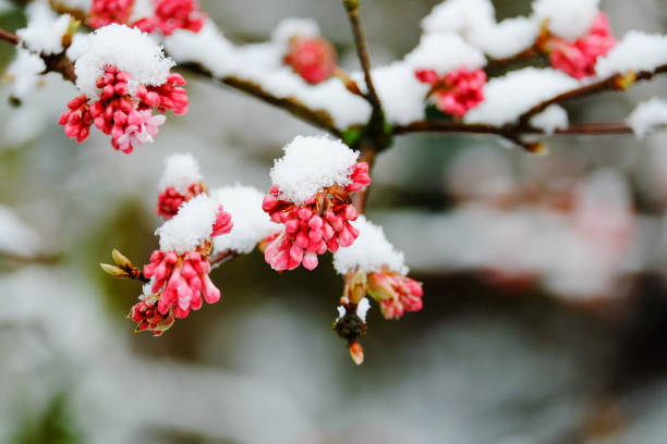 istock Pink blossoms covered in snow 1092530168