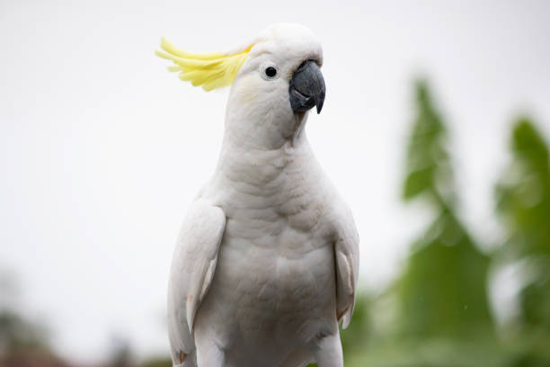 das schwefel-crested kakadu (cacatua galerita)-porträt - cockatoo stock-fotos und bilder