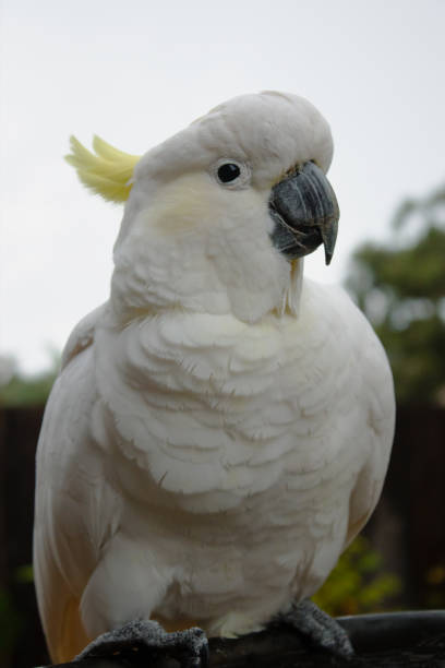 istock The Sulphur-crested Cockatoo (Cacatua galerita) portrait 1092531008