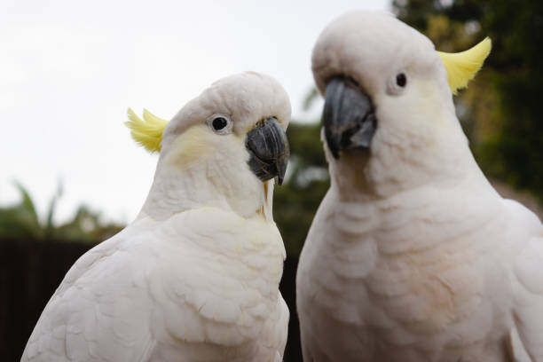 The Sulphur-crested Cockatoo (Cacatua galerita) pair portrait