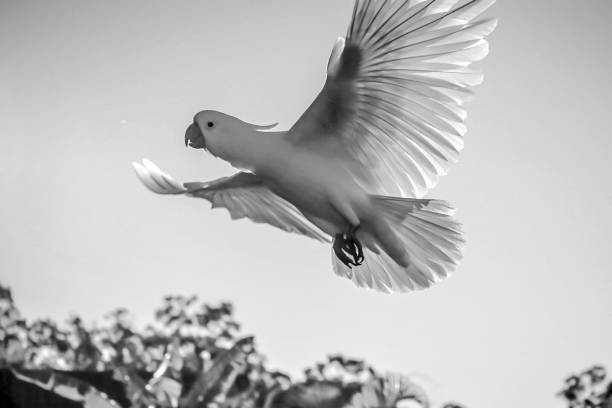 istock The Sulphur-crested Cockatoo (Cacatua galerita) wing portrait 1092531244