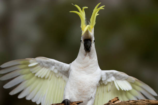 istock The Sulphur-crested Cockatoo (Cacatua galerita) wing portrait 1092531520
