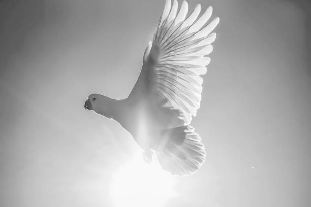 istock The Sulphur-crested Cockatoo (Cacatua galerita) wing portrait 1092531806