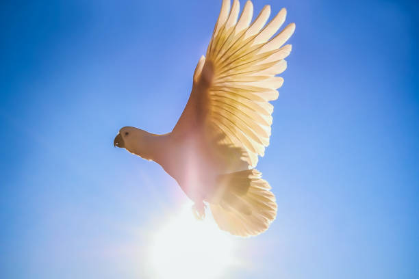 istock The Sulphur-crested Cockatoo (Cacatua galerita) wing portrait 1092531808