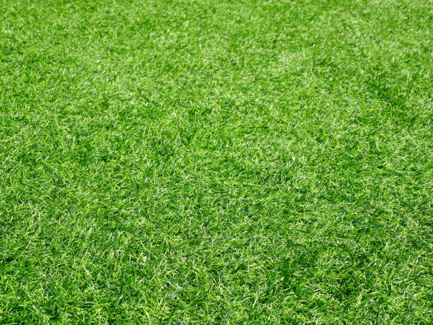 istock Green grass football pitch 1092533196