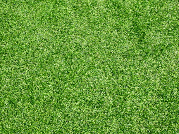 piękny zielony wzór trawy z pola golfowego - grass area high angle view playing field grass zdjęcia i obrazy z banku zdjęć