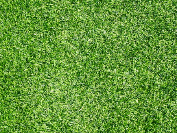 istock Grass field for football sport 1092533246
