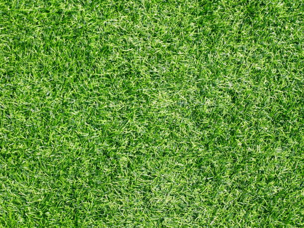 istock Green grass football pitch 1092533556
