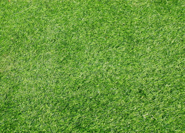 istock Green grass football pitch 1092533604