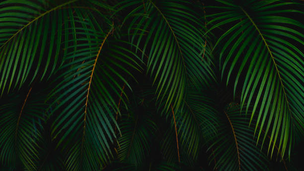 istock palm leaves tropical island summer 1092533726