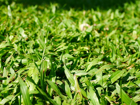 Lawn with weeds