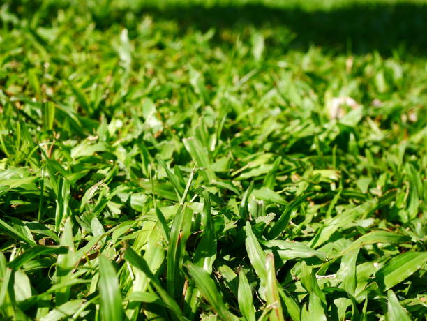 véritable putting green - abstract textured textured effect real estate photos et images de collection