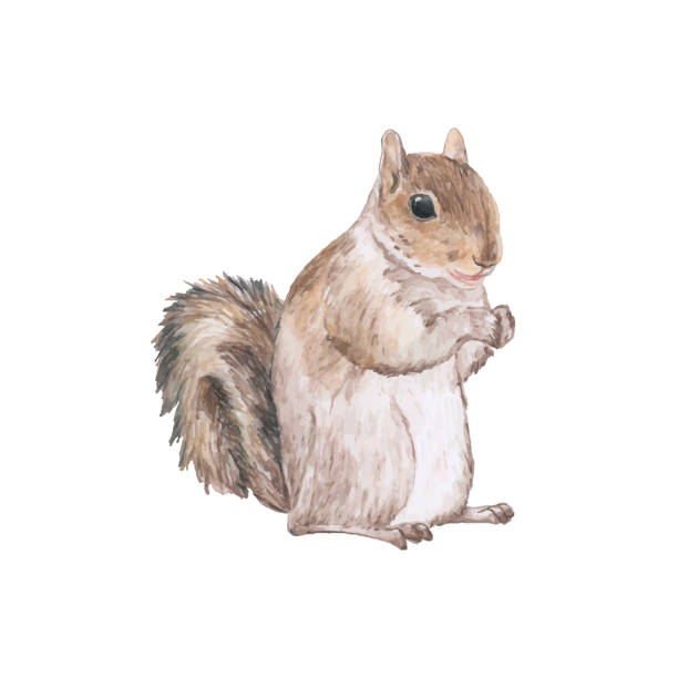 hand gezeichnet eichhörnchen isoliert auf weißem hintergrund - eichhörnchen stock-grafiken, -clipart, -cartoons und -symbole