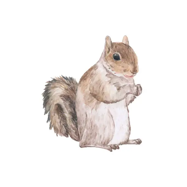 Vector illustration of Hand drawn squirrel isolated on white background