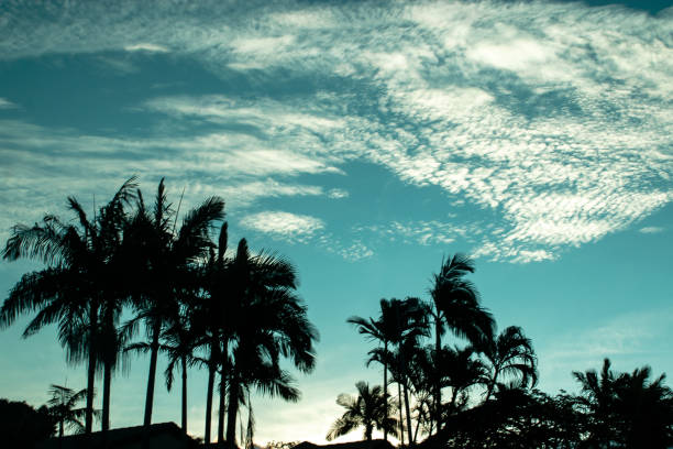 Beach Coconut trees in a night contrast image with moonlight iluminating the clouds