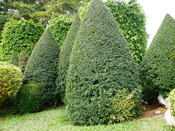 istock Green bush in garden 1092535034
