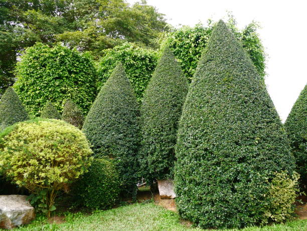 istock Green bush in garden 1092535152