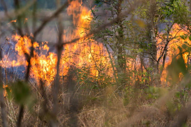 istock Wildfire, burning flames in the forest 1092535410