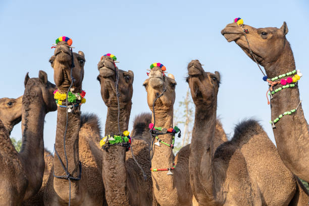 istock Camels in desert Thar during Pushkar Camel Fair, Rajasthan, India 1092540180