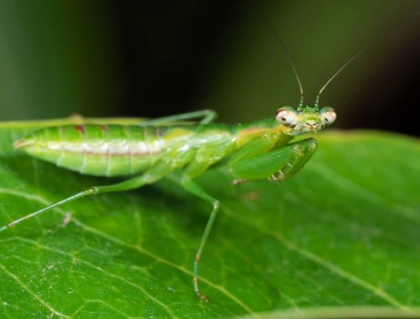 istock Macro Photo of Praying Mantis Camouflage on Green Leaf, Selective Focus at Head 1092550006