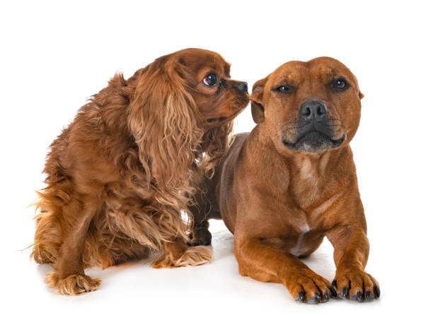 istock staffordshire bull terrier and cavalier king charles 1092559860