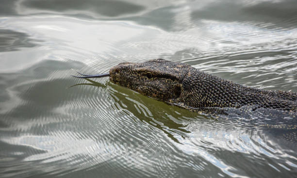 istock Water monitor, (Varanus salvator). 1092560386