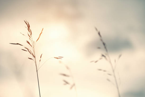 istock Wild grasses in a field at sunset. 1092560898