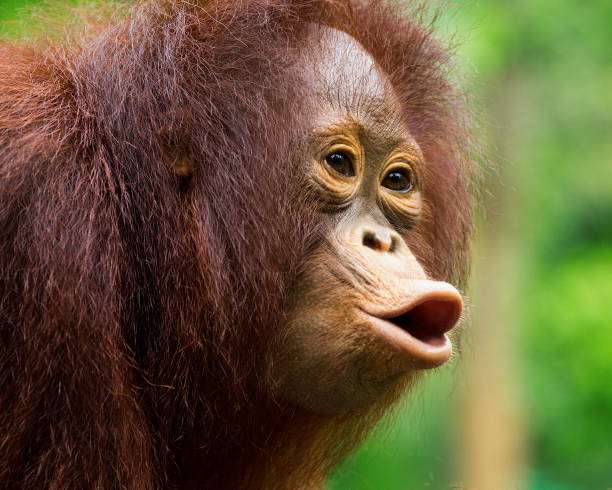 Young orangutan was screaming in wild nature. stock photo