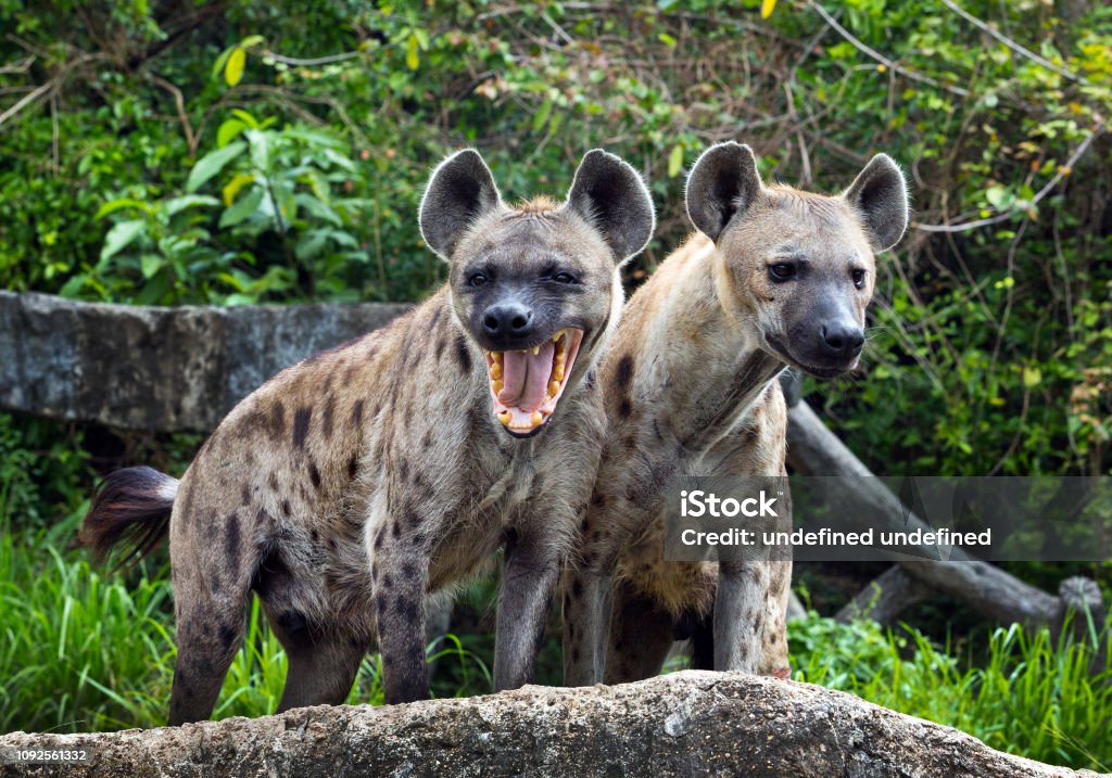Family spotted hyena in the wild. Hyena Stock Photo
