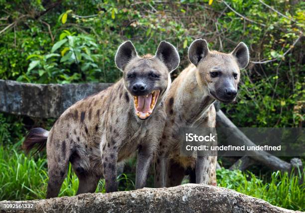 Family Spotted Hyena In The Wild Stock Photo - Download Image Now - Hyena, Laughing, Animal