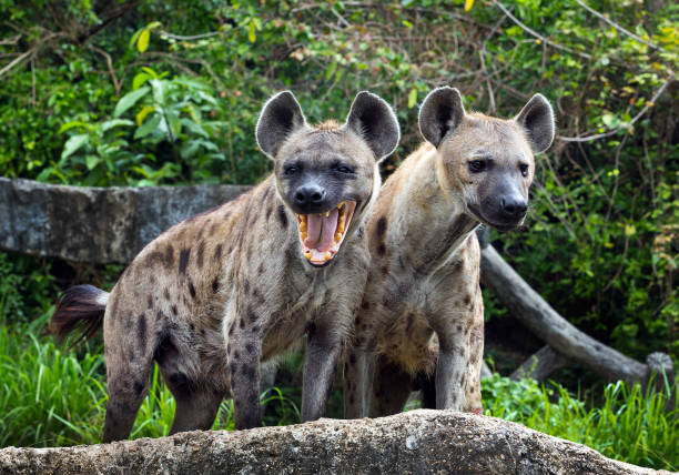 família manchado hiena na natureza. - hiena - fotografias e filmes do acervo