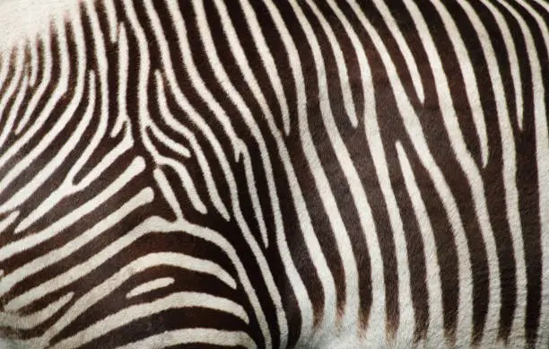 Photo of zebra texture