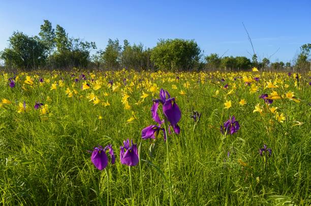 istock Flowering meadow. Wild irises (Iris ensata) and daylilies (Hemerocallis flava)  blossom. 1092569712