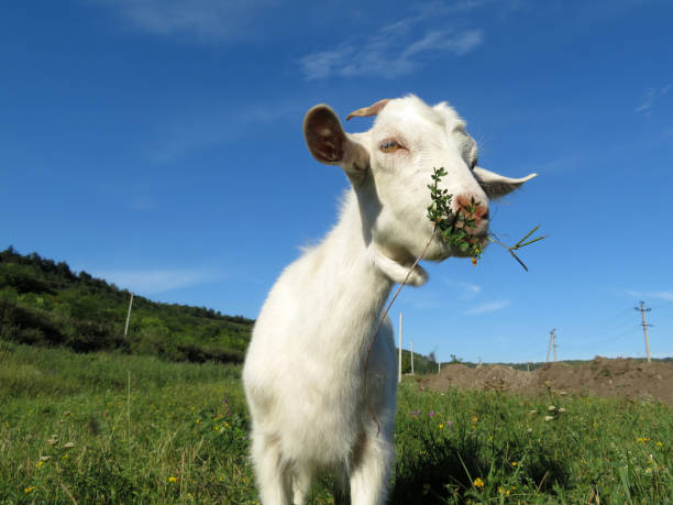 istock A little white goat grazing in a spring mountain meadow 1092570478