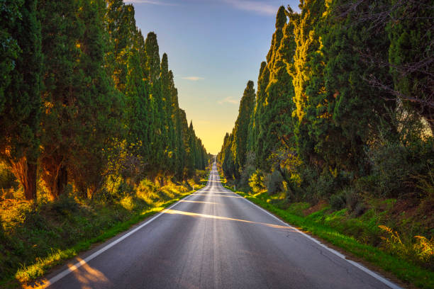 bolgheri famosi cipressi albero viale dritto. maremma, toscana, italia - tuscan cypress foto e immagini stock