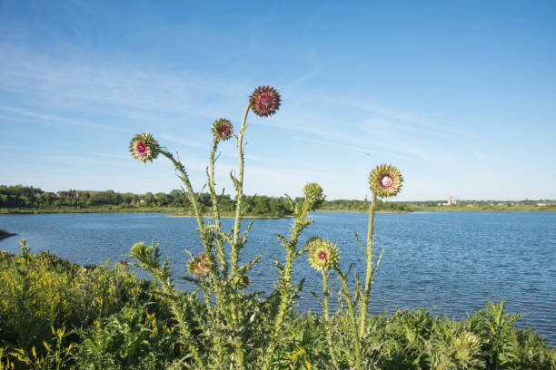 Wild nodding thistles growing at Whalon Lake nature reserve in Bolingbrook, Illinois