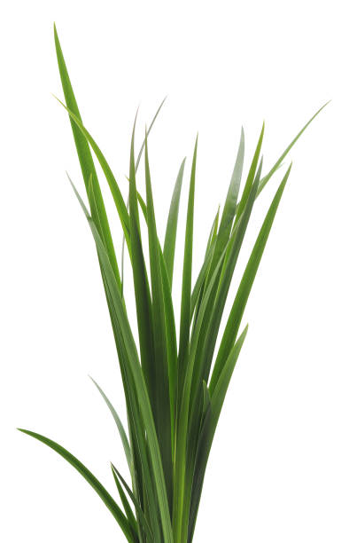 Bunch of green cane. Bunch of green cane isolated on a white background. reed grass family photos stock pictures, royalty-free photos & images
