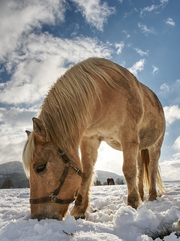 Horse feeding in fresh snow. Sunnny winter day in farmland.