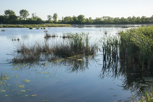 Grassy wetland area under a blue sky at Whalon Lake nature reserve in Bolingbrook, Illinois