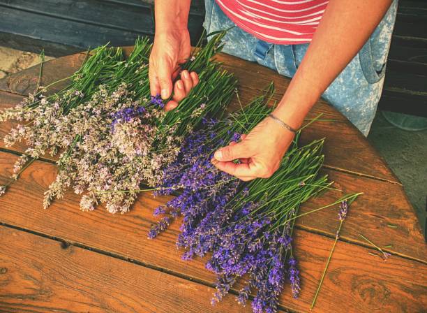 istock Collecting of blended stalks. Nice smell lavender 1092580024