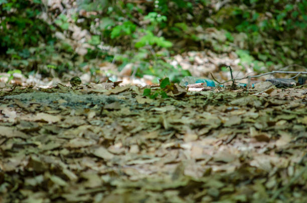 Yellowed Leaves in the Forest