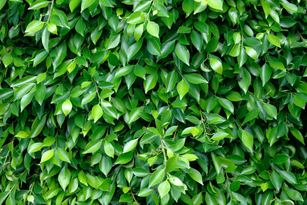 istock Green background of tree leaves 1092585872