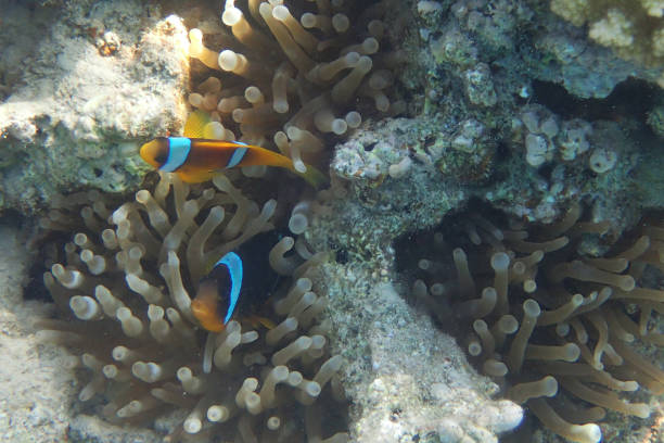 istock clown fish in coral reef 1092586176