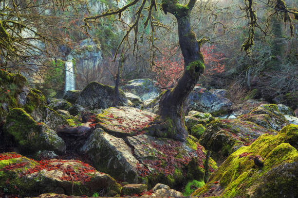 istock Mystical, Rocky, Mossy Tree in a Virgin Nature 1092586750
