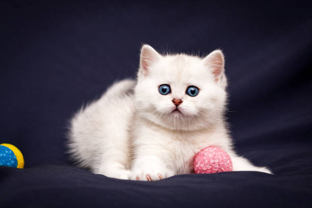 istock Playful white British kitten with blue eyes staring at the camera 1092586962
