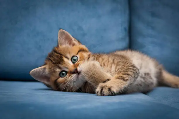 Red-haired cute British kitten is funny lying on a blue couch and looking at the camera